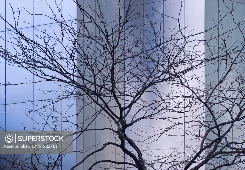 Bare tree in front of Citicorp building, New York City, New York, USA