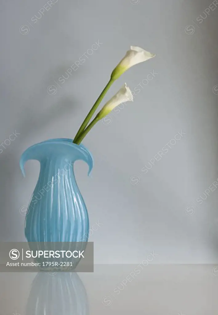 Still life of calla lilies in vase
