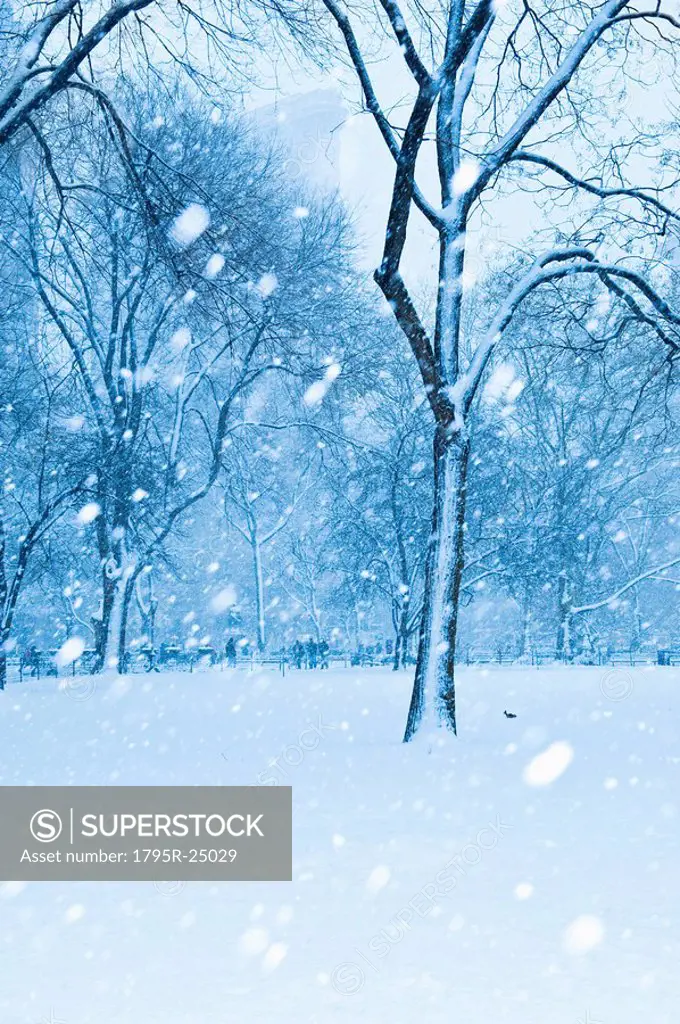 Snow falling on trees