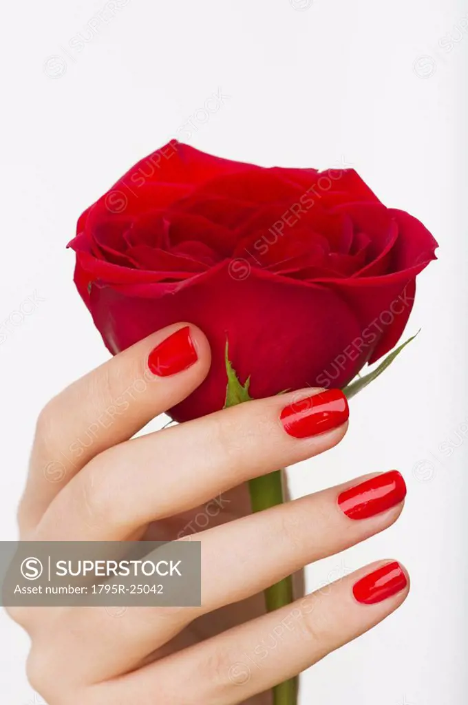 Hand holding red rose
