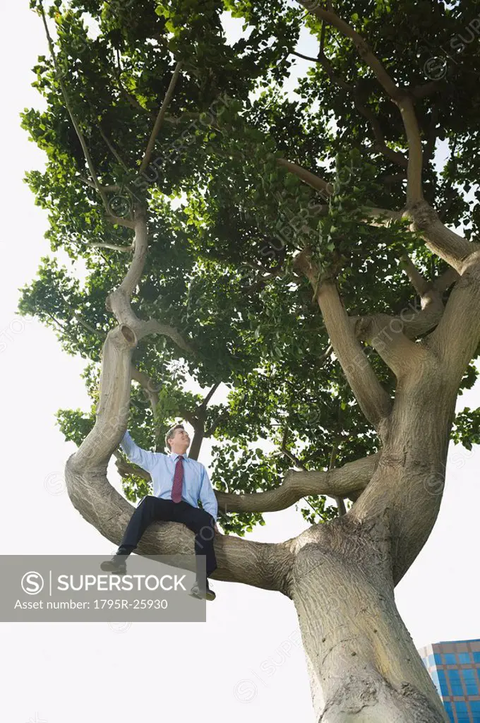 Businessman sitting in tree