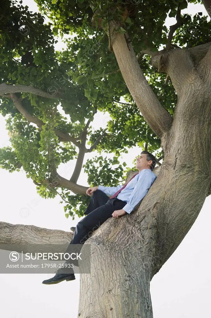 Businessman sitting in tree