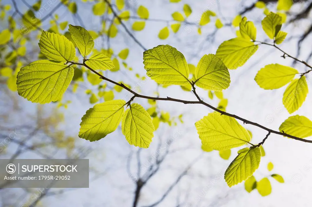 Green leaves on tree branches in spring