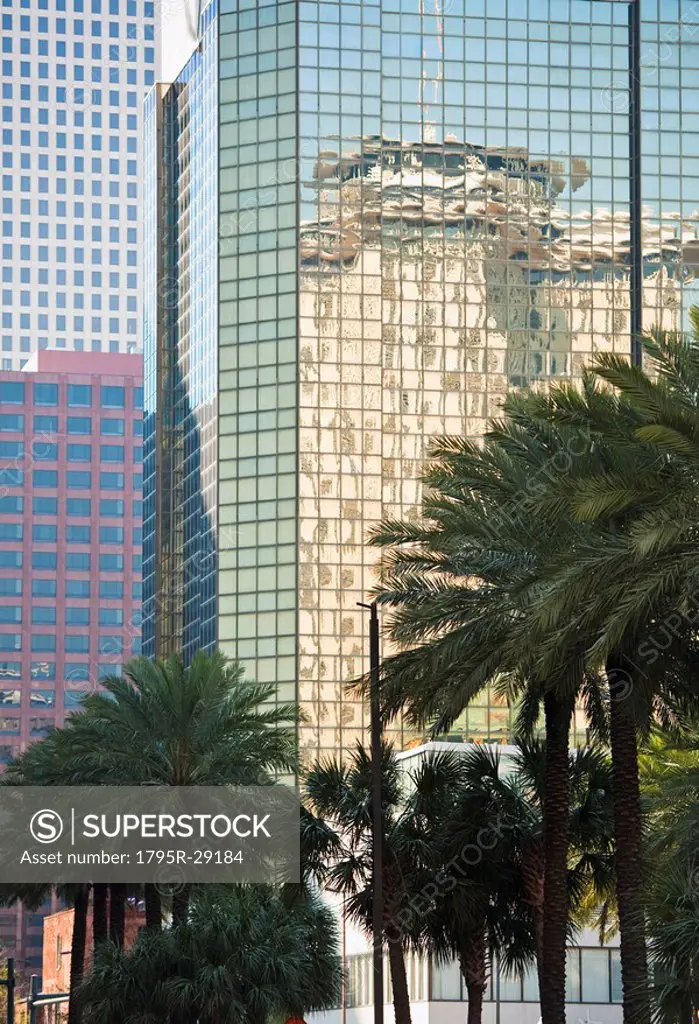 High_rise buildings and palm trees in New Orleans