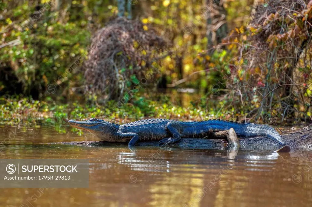 Small alligator in Honey Island swamp