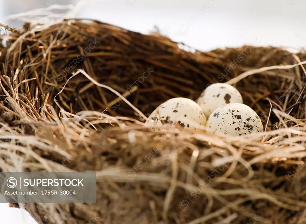 Bird´s eggs in a nest