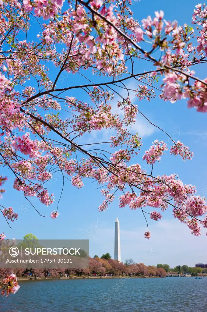 Cherry blossoms in front of Washington monument