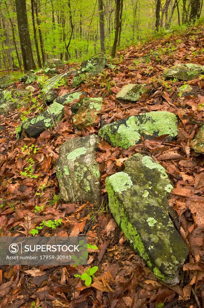 Rocks on forest floor in Ward Pound Ridge Reservation