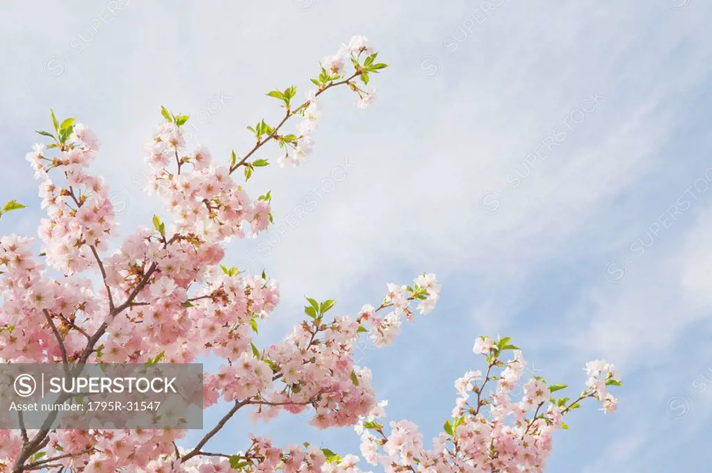 Pink cherry tree blossoms