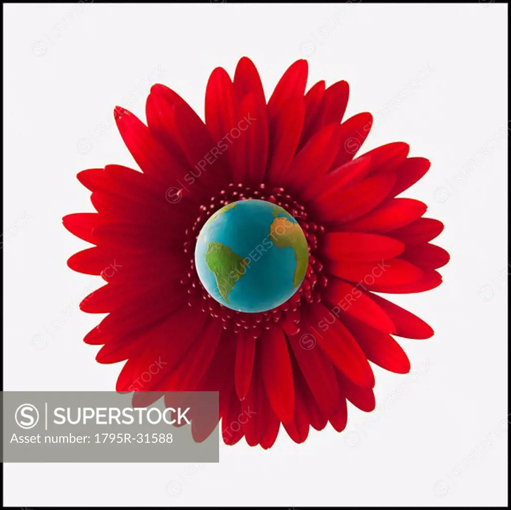 Globe in center of red gerbera daisy