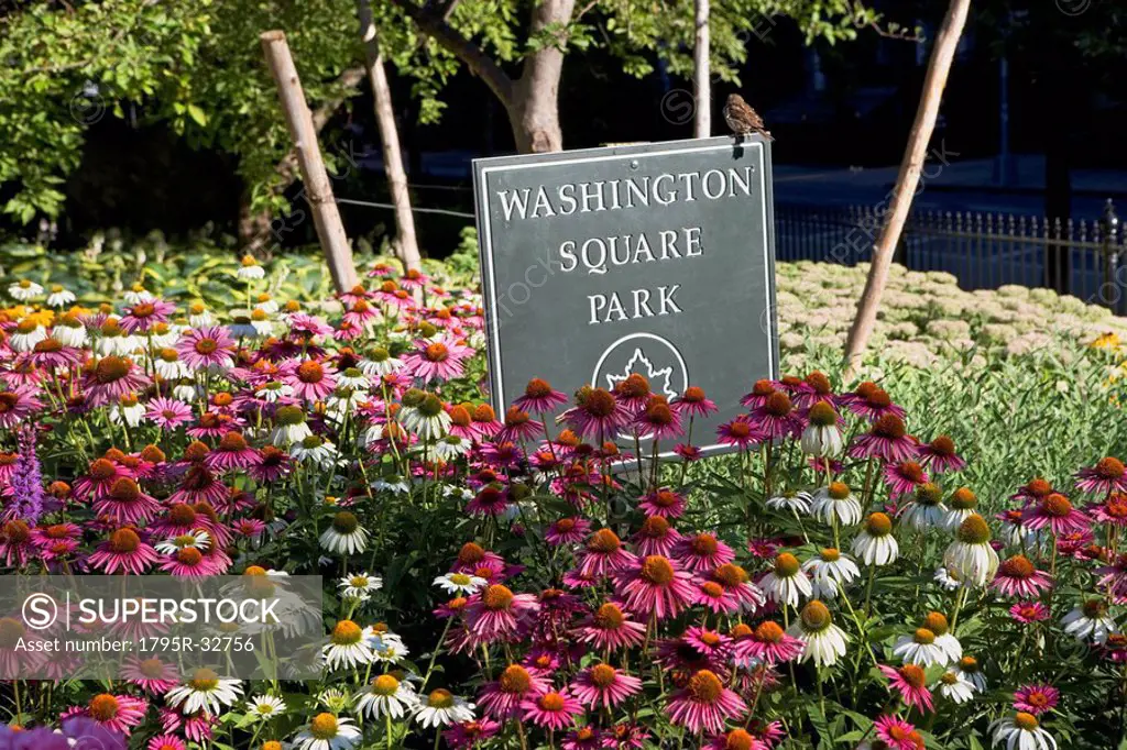Flowers in Washington Square Park