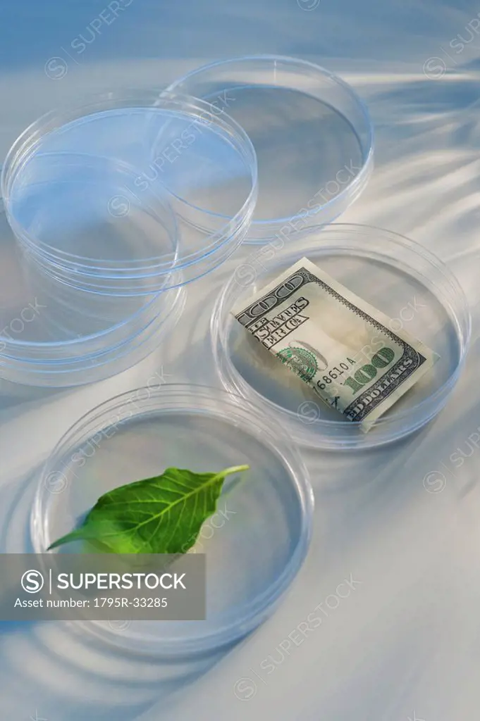 Money and leaf in Petri dish