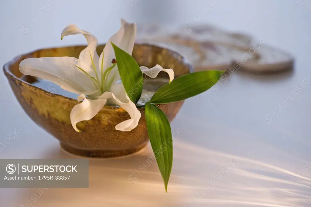 Lily in bowl of water