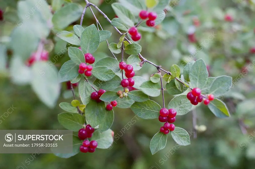 Red berries on wild plant