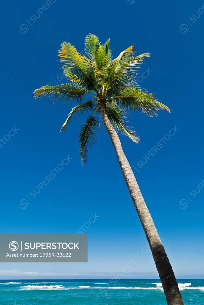 Palm tree by the ocean