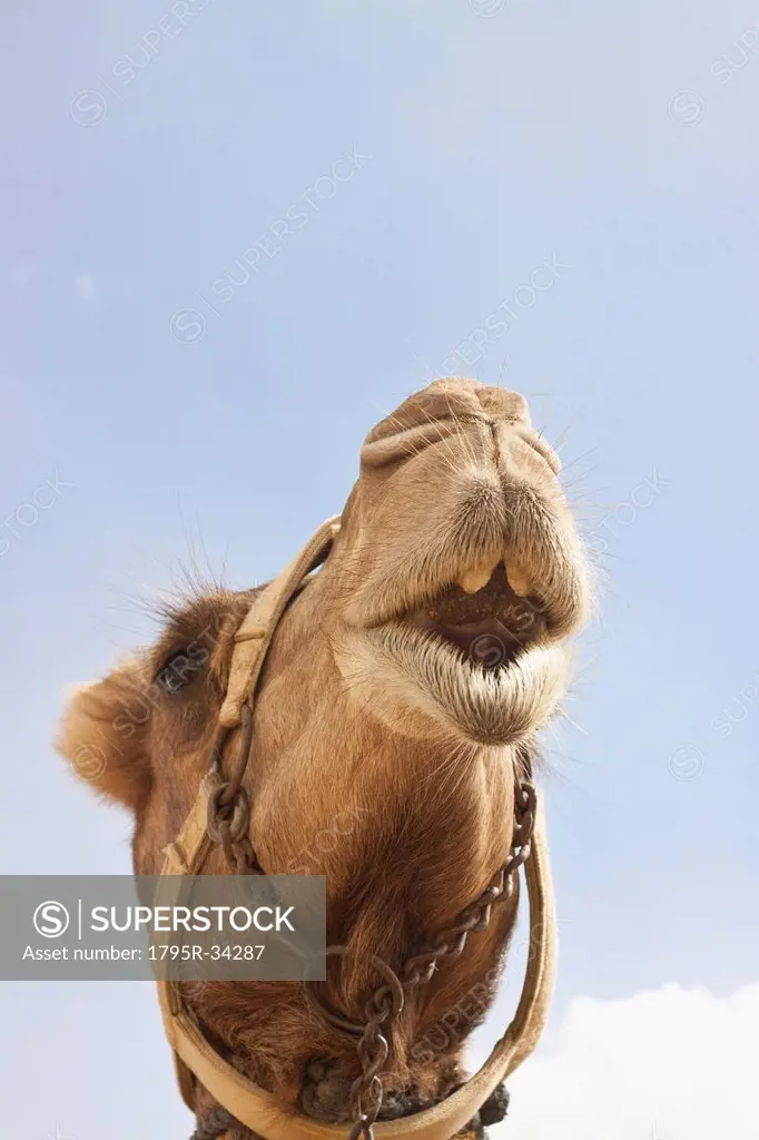 Camel Camelus dromedarius head