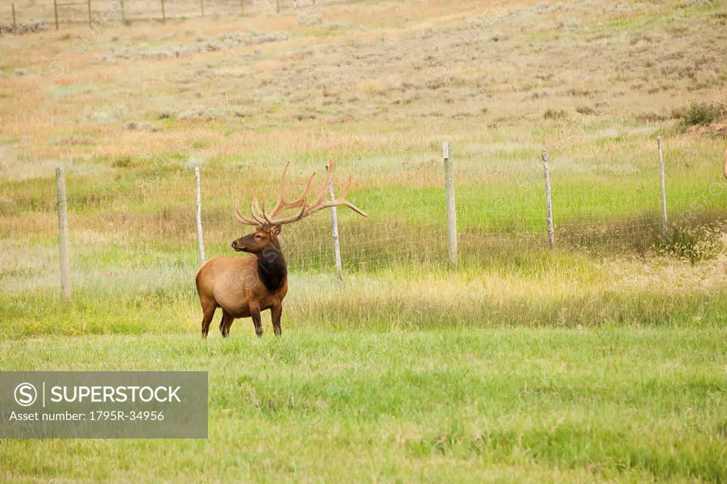 Bull Elk Cervus canadensis in field