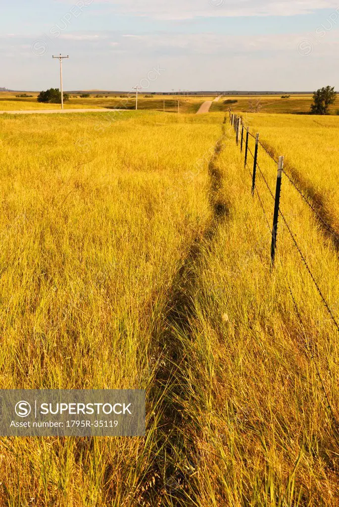 Yellow prairie grass