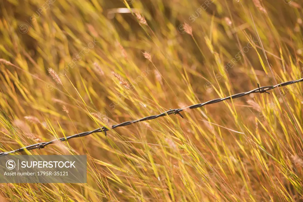Close_up of barbed wire fence in yellow prairie grass