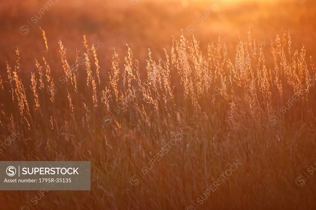 Prairie grass at sunset