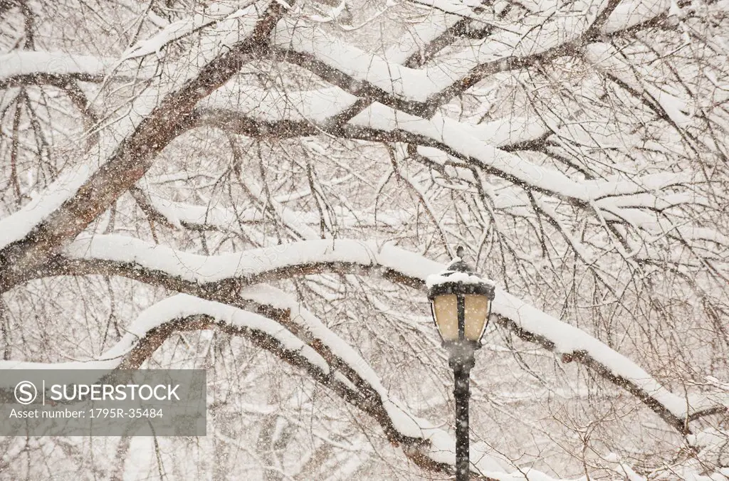 Snow covered tree branches and lamp post