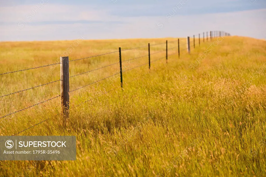 Fence in yellow prairie grass