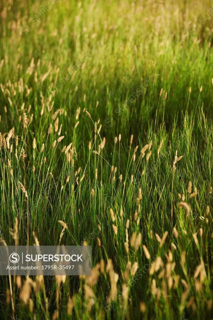 Green prairie grass