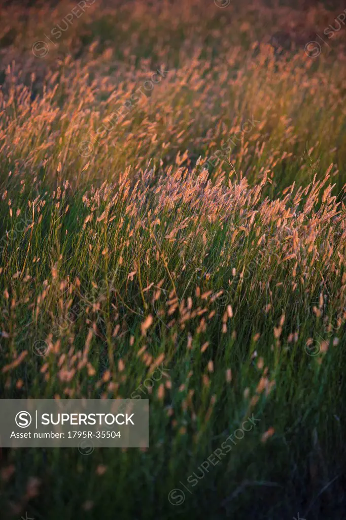 Green prairie grass