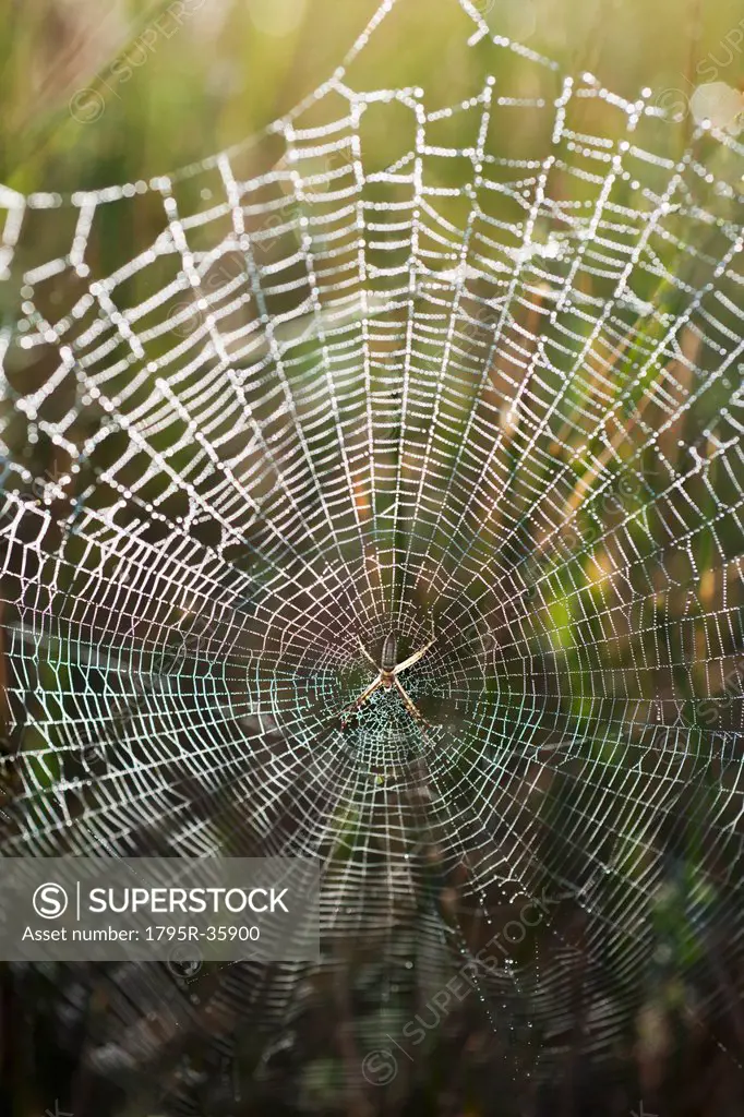 USA, South Dakota, Spider in web in Badlands National Park