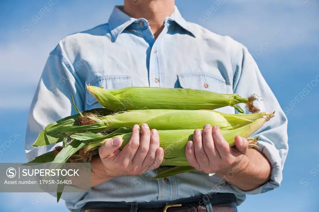 Man holding cobs of corn