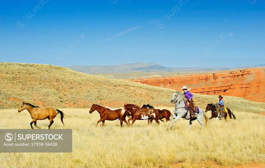 Cowboys herding horses