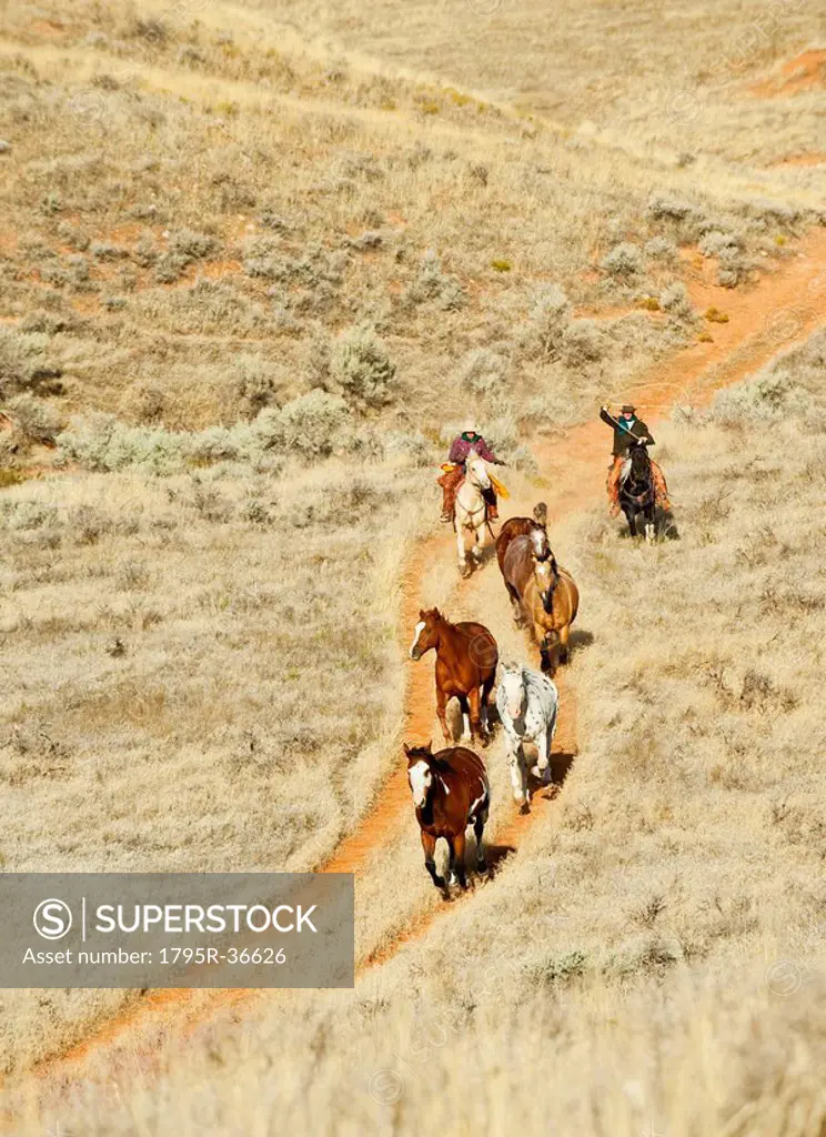 Horseback rider herding wild horses