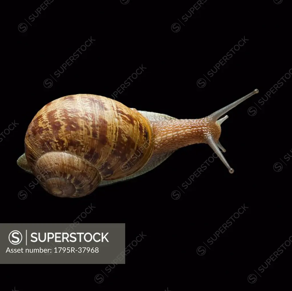 Snail with head out of shell