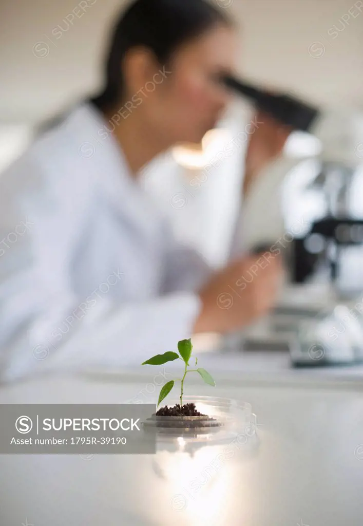 USA, New Jersey, Jersey City, Female scientist using microscope behind seedling