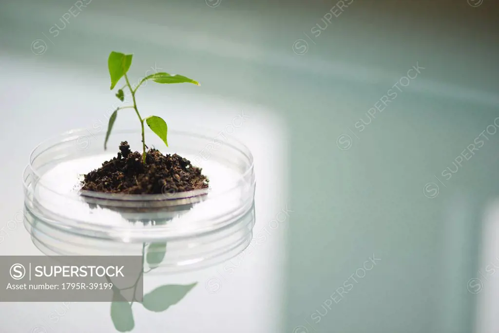 USA, New Jersey, Jersey City, Seedling growing in petri dish