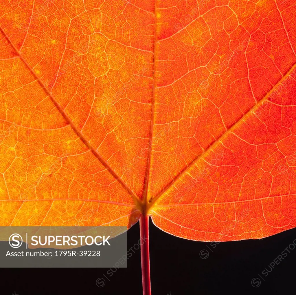 Autumn Maple leaf veins
