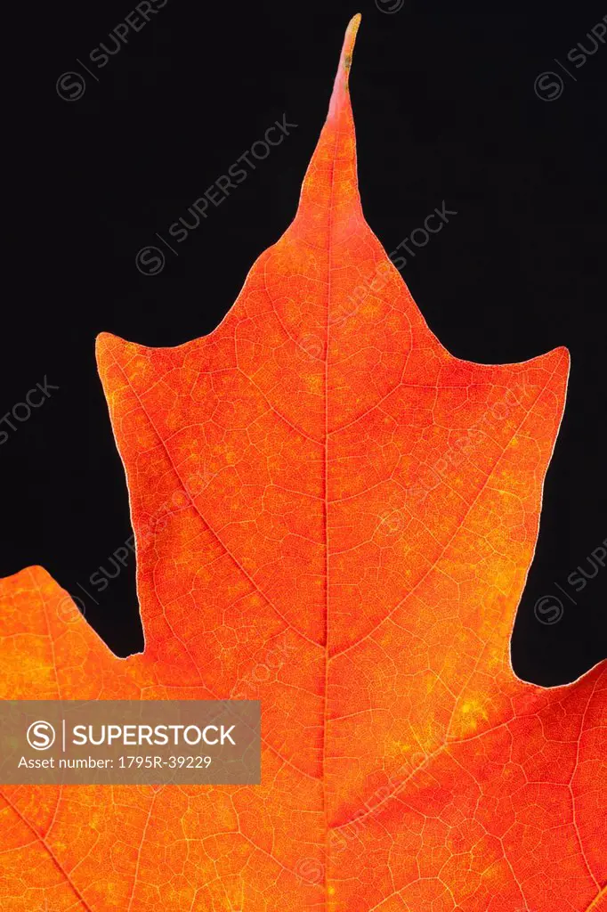 Autumn Maple leaf veins