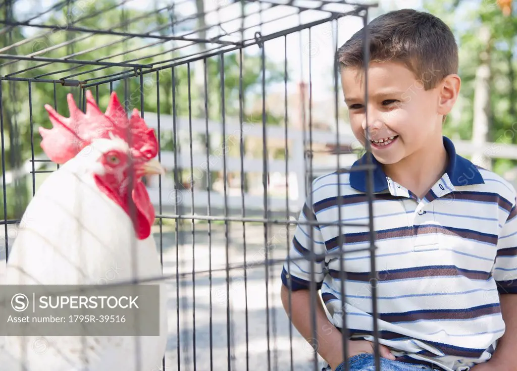 USA, New York, Flanders, Boy 8_9 standing in front of cage with rooster