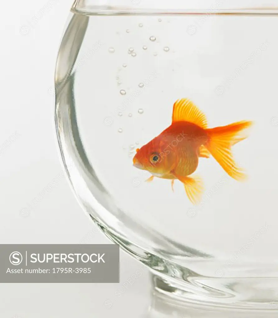 Goldfish in fishbowl