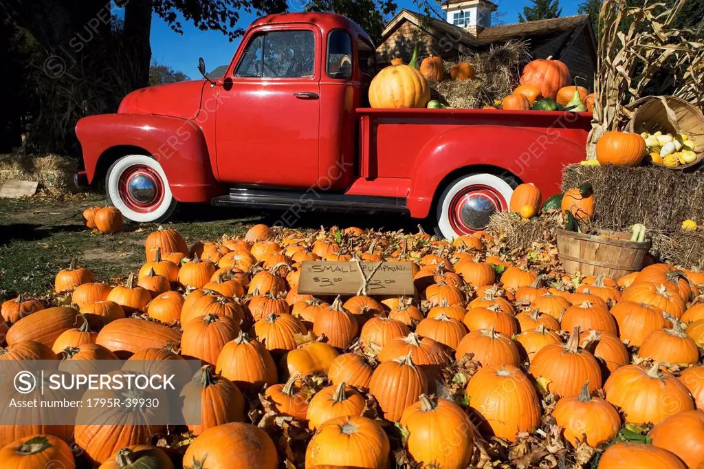 USA, New York, Peconic, pumpkin farm with pickup truck