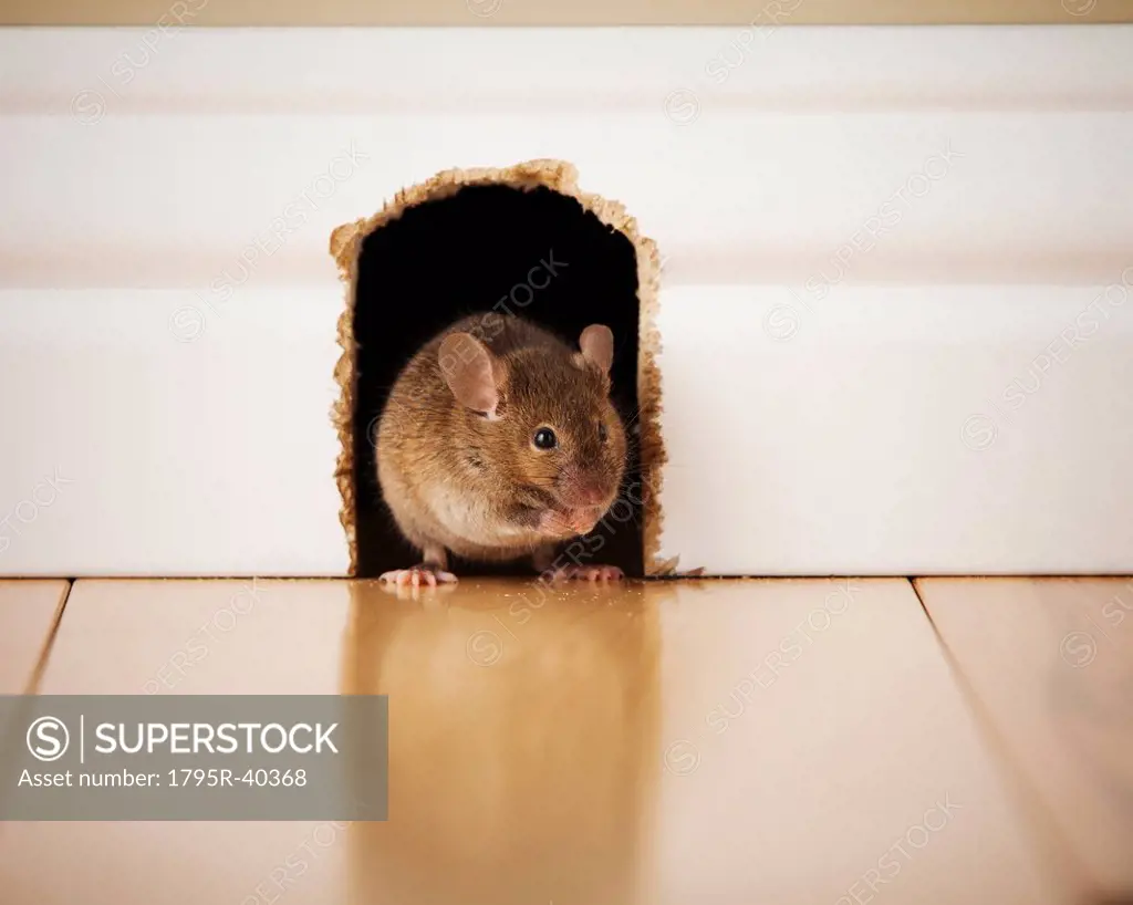 Mouse in mouse hole