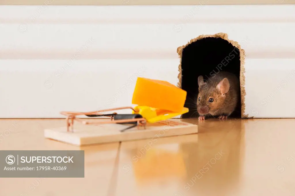 Mousetrap with cheese in front of mouse hole