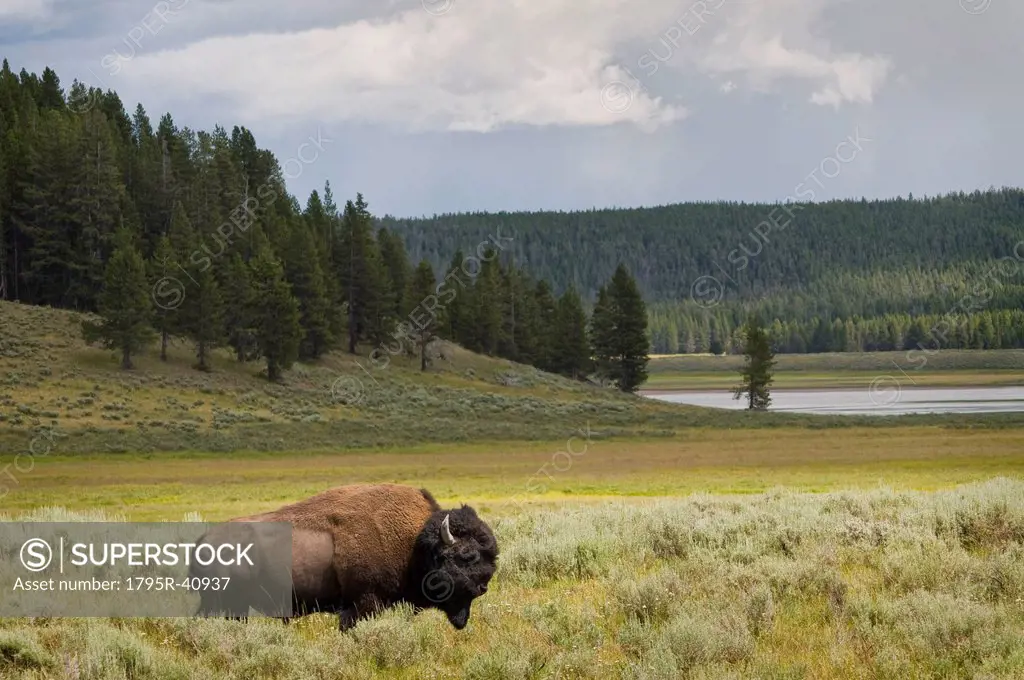 USA, Wyoming, Buffalo grazing on grass
