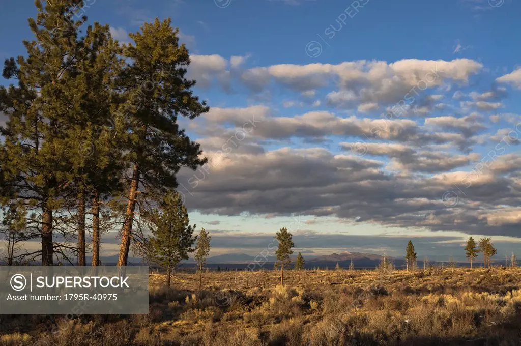 USA, Oregon, Desert Pines