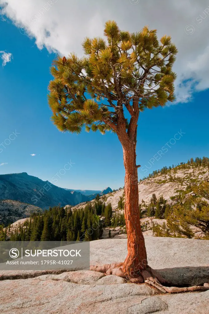 USA, California, Pine tree on rock