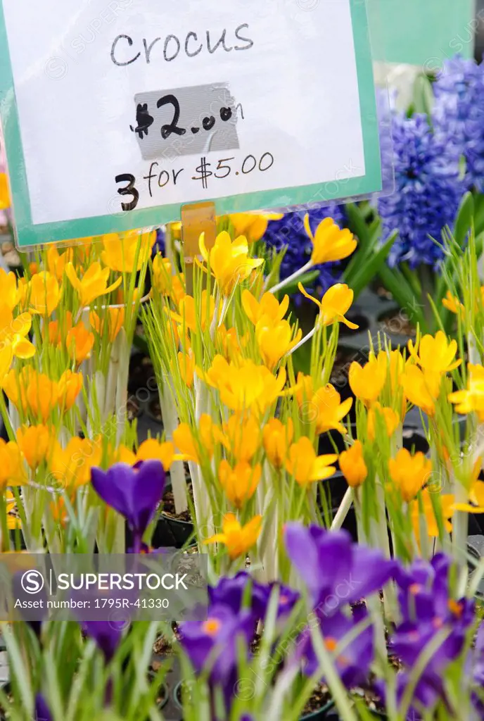 Colorful crocuses for sale