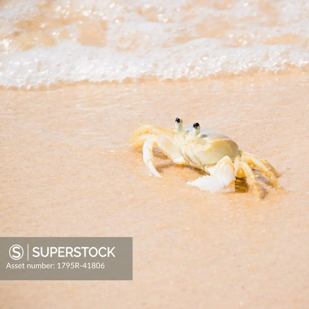 Crab on Tartaruga Beach