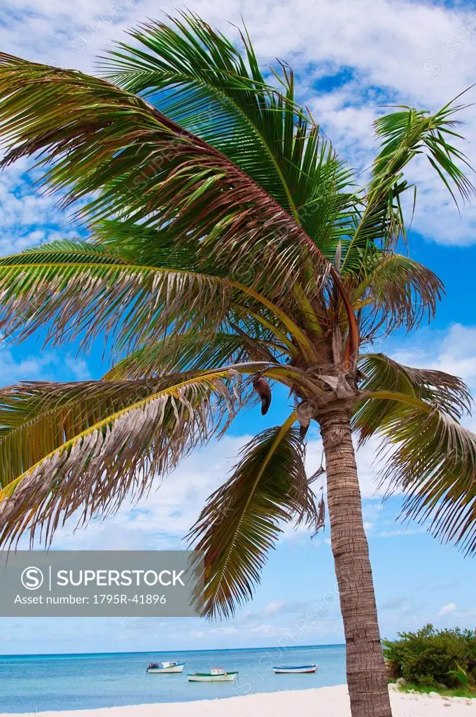 Aruba, palm tree on beach