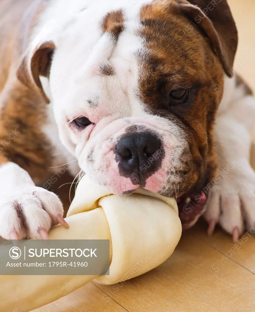 Cute bulldog pup licking bone