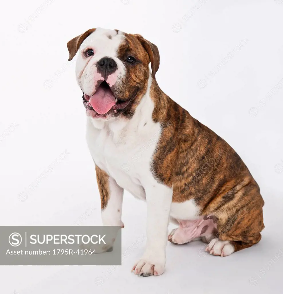 Portrait of cute bulldog pup